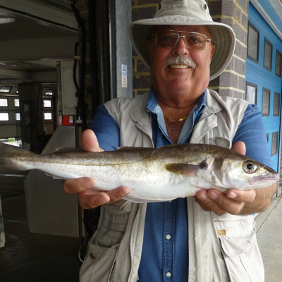 Black Bream